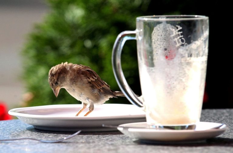 Sie haben gewählt – Das ist der „Pechvogel des Jahres“ Sie haben gewählt – Das ist der „Pechvogel des Jahres“