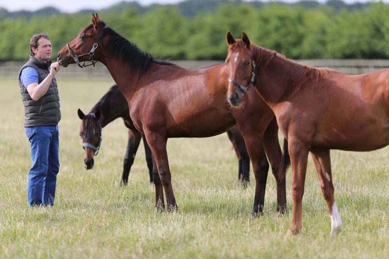 Rauscher kauft bei Magic Millions ein