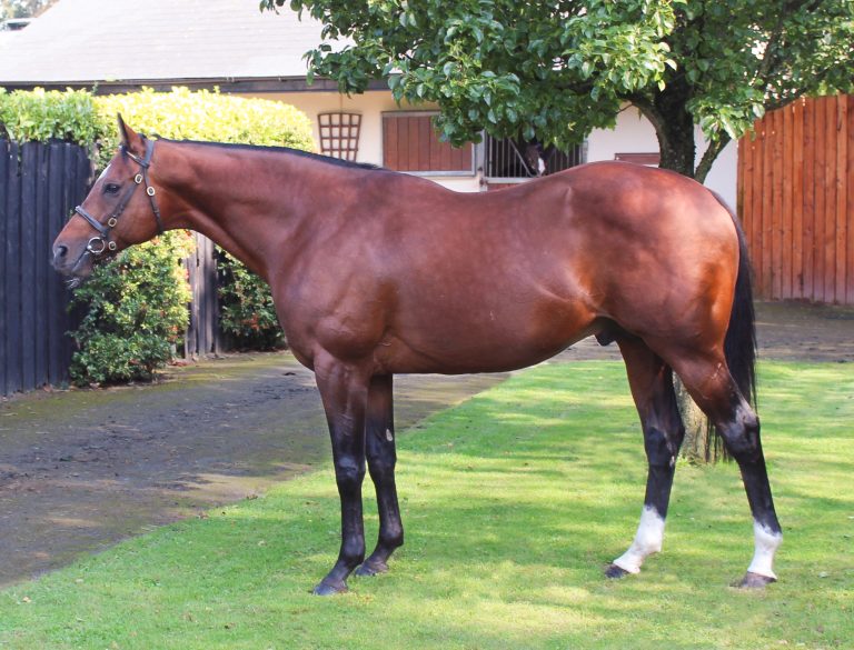 Neuer Stallion: Red Jazz kommt ins Gestüt Lindenhof Neuer Stallion: Red Jazz kommt ins Gestüt Lindenhof