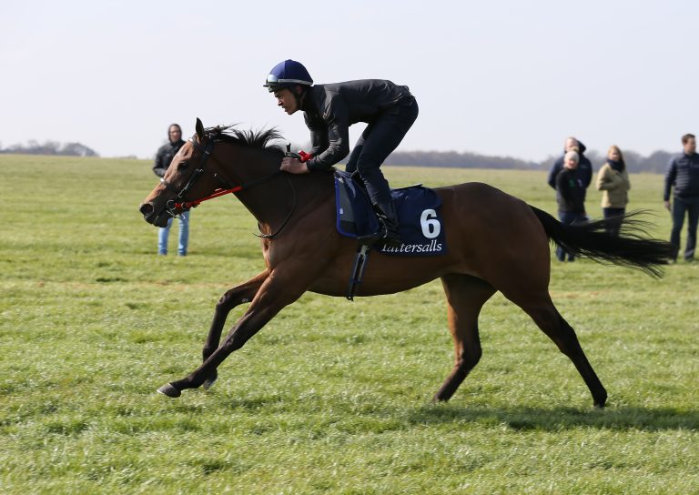 Tattersalls – Rekord-Stute für Godolphin
