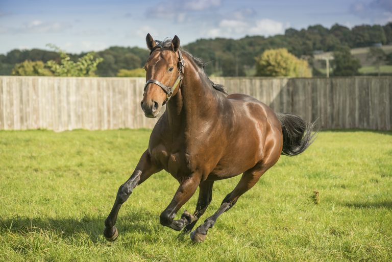 Rauf auf 32.500 Pfund: Decktaxe von Sea The Moon