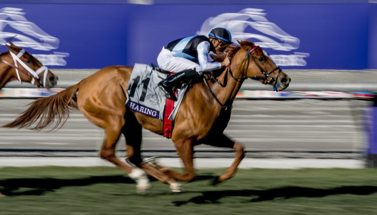 Tritt Breeders‘ Cup-Siegerin in England an?