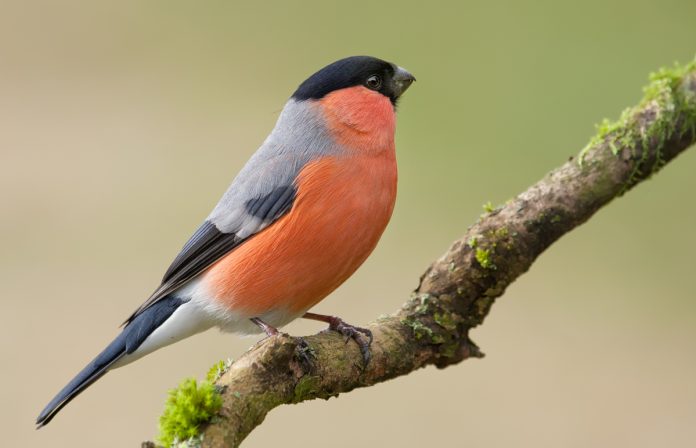 singvogel