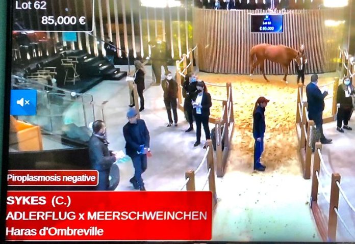 Sykes bei Arqana Sykes bei Arqana