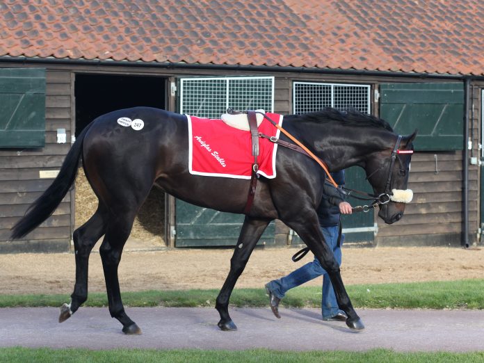 tattersalls_lot_247_tgb1176ctattersalls