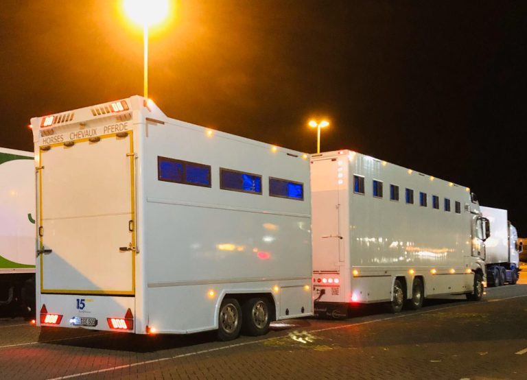 12 deutsche Käufe bei Goffs in Irland