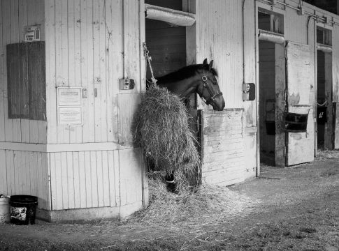 Stallion Westerner wenige Tage vor 26. Geburtstag abgetreten