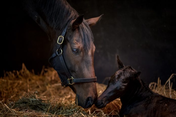 Treve mit ihrem Sohn Qous im Jahr 2017 Treve mit ihrem Sohn Qous im Jahr 2017