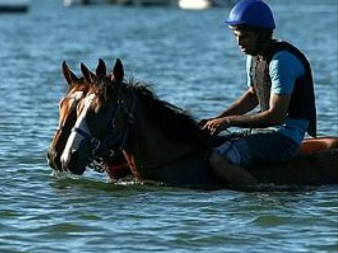 wasser_pferd_neu