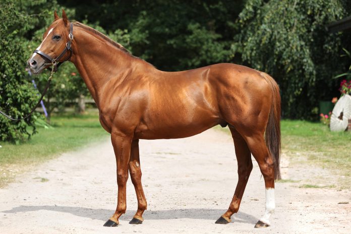 Wiesenpfad Wiesenpfad