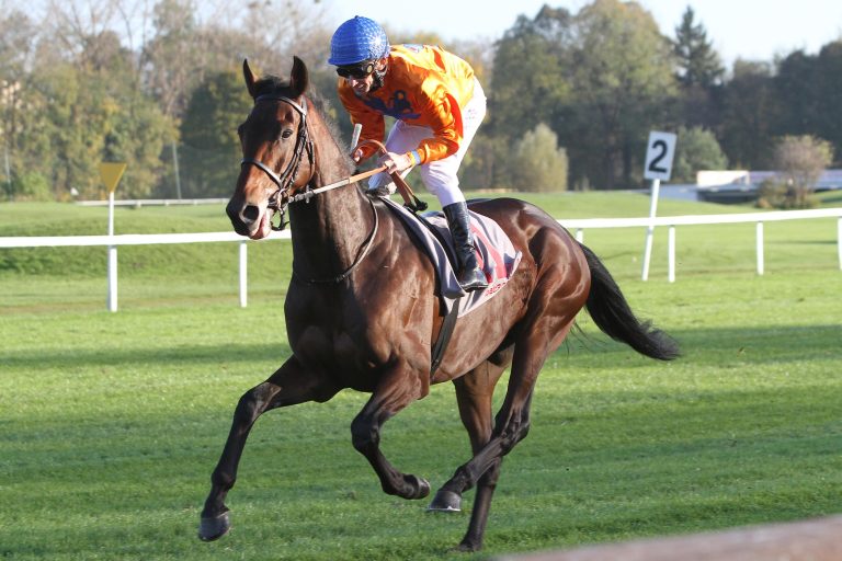 Stallion-Newcomer Wild Chief mit eigener Homepage