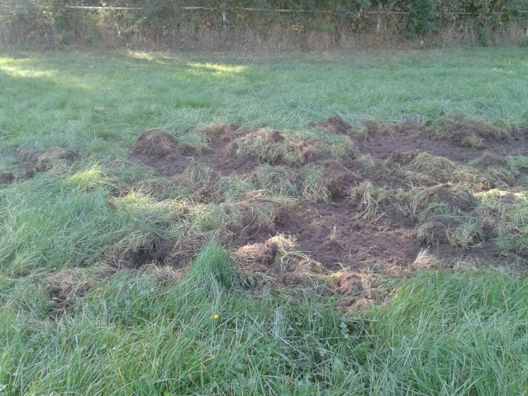 Wildschweine und kein TV: Darum sagt Haßloch ab Wildschweine und kein TV: Darum sagt Haßloch ab